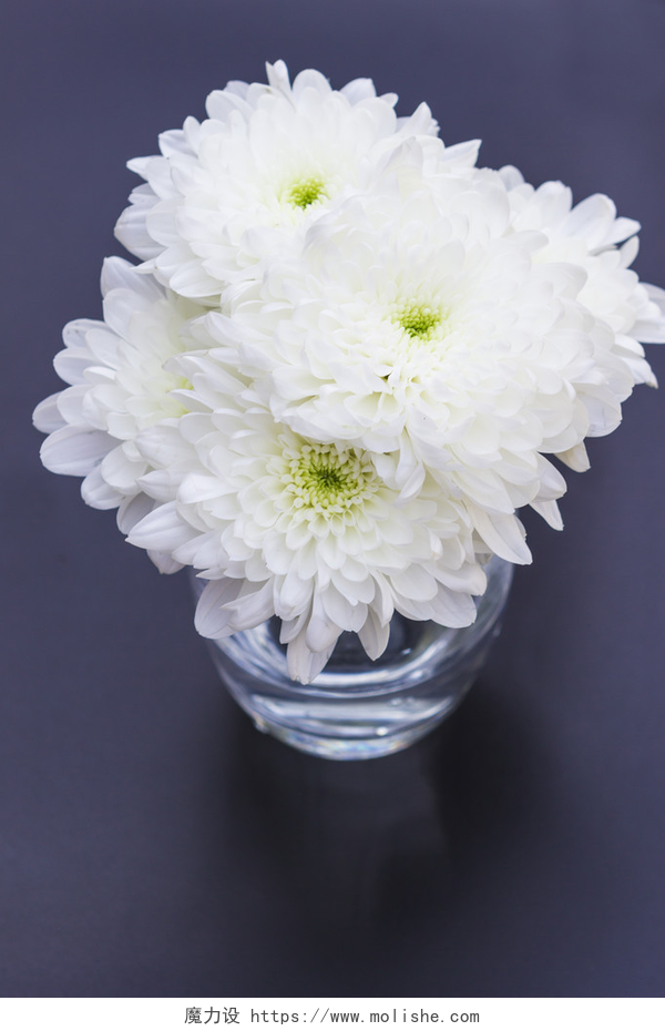 黑色背景上放入花瓶里s的菊花美丽的白菊花的花
